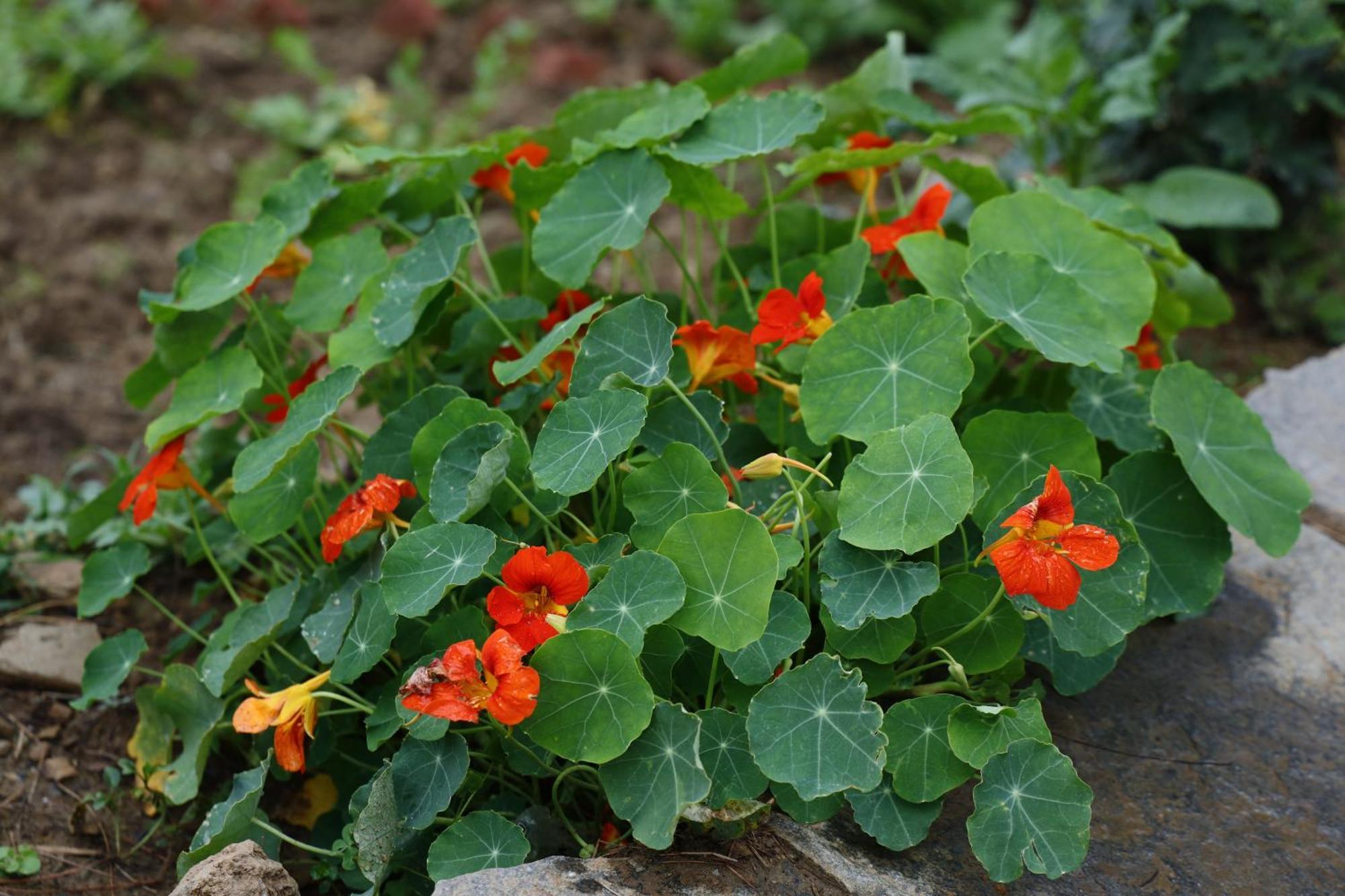 The Roots Homestay Алмора Екстер'єр фото